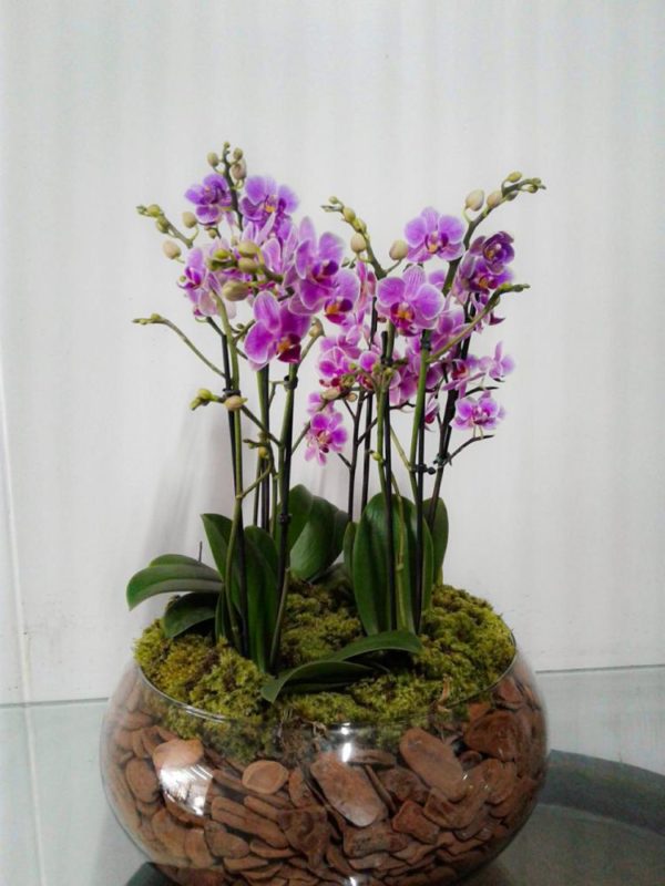 Mini Orquideas