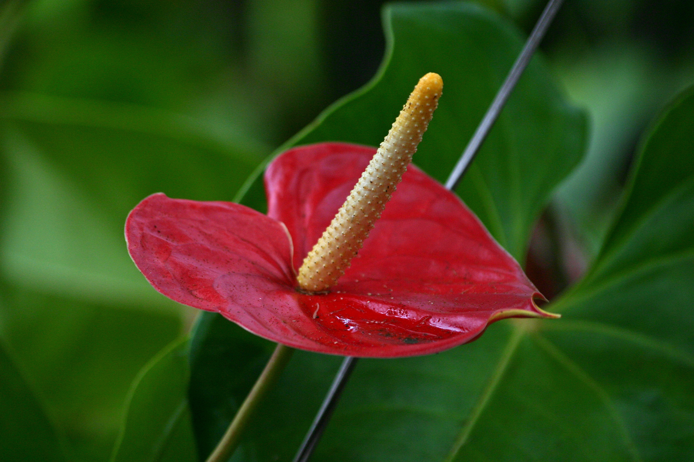 Flores tropicais anturio