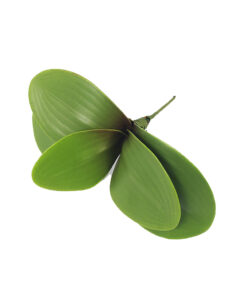 Folha de Orquídea Permanente Verde para Decoração e Eventos