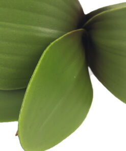 Folha de Orquídea Permanente Verde para Decoração e Eventos