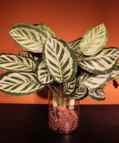 Planta Maranta Pavão Artificial para Decoração 58cm