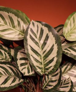 Planta Maranta Pavão Artificial para Decoração 58cm