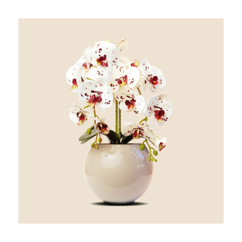 Arranjo Classic Tailândia Grande Orquídeas Tigre