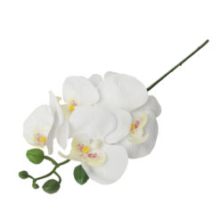 Haste de Orquídea Branca c/ Miolo Amarelo