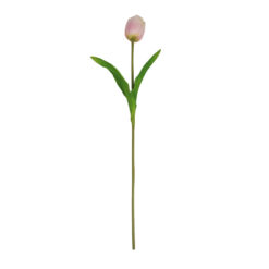 Haste De Tulipa