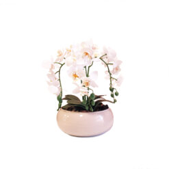 Mini Arranjo de 3 Orquídeas Brancas no Vaso Lagon Nude PP